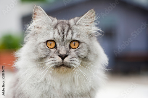 Britisch Langhaar Katze vorm Haus © DoraZett