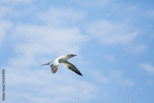 Northeern gannet  Morus bassanus  Juvenile in flight