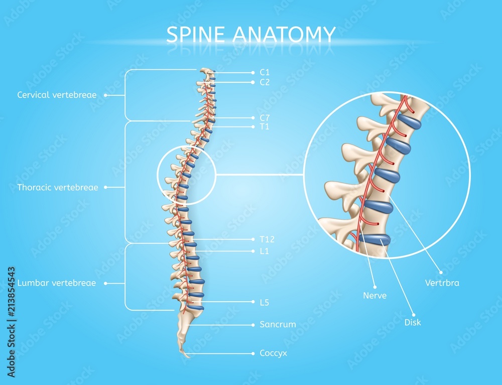 Human Spine Anatomy Vector Medical Infographic Stock Vector Biology Diagrams