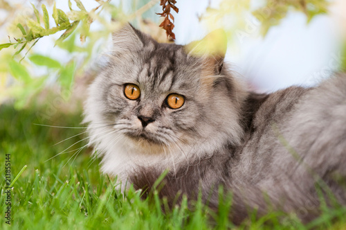 Photography Britisch Langhaar Kater liegt in einer Wiese