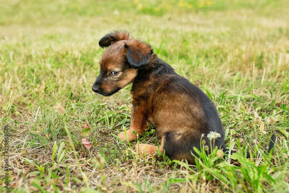 English Shepherd small puppy, black dog, cute animals, green grass, HD  wallpaper