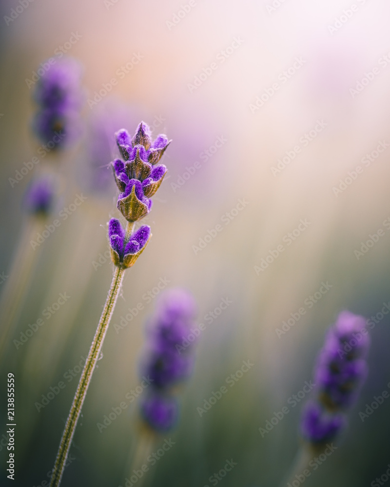 lavendel lavendel