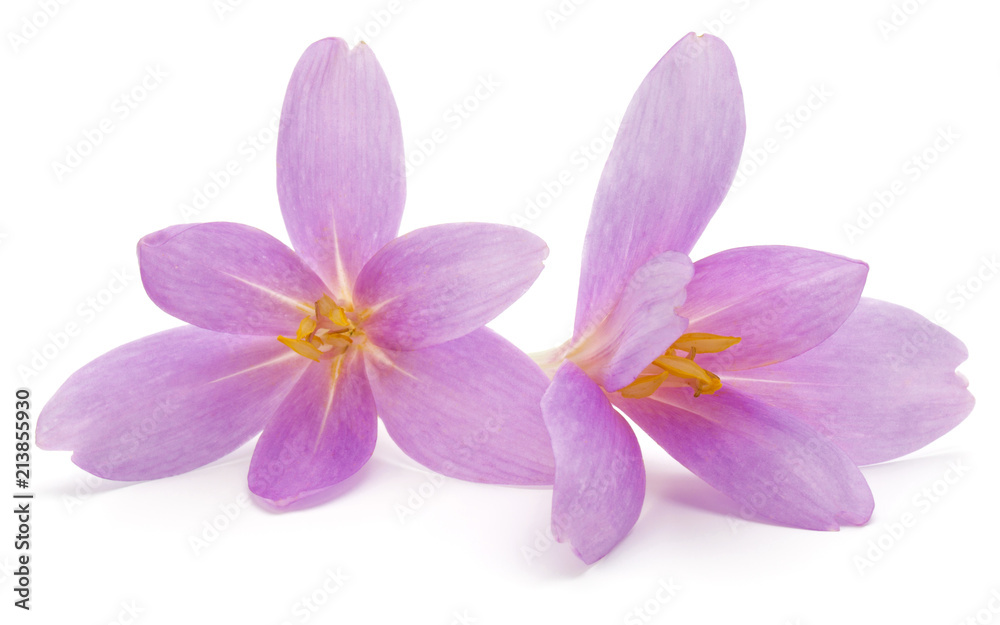 lilac crocus flowers isolated on white background lilac crocus flowers isolated on white background