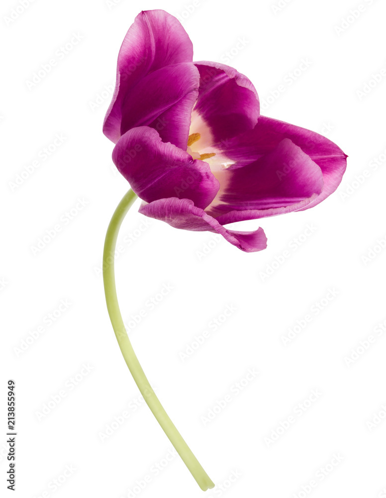 Fototapeta premium One lilac tulip flower isolated on white background cutout