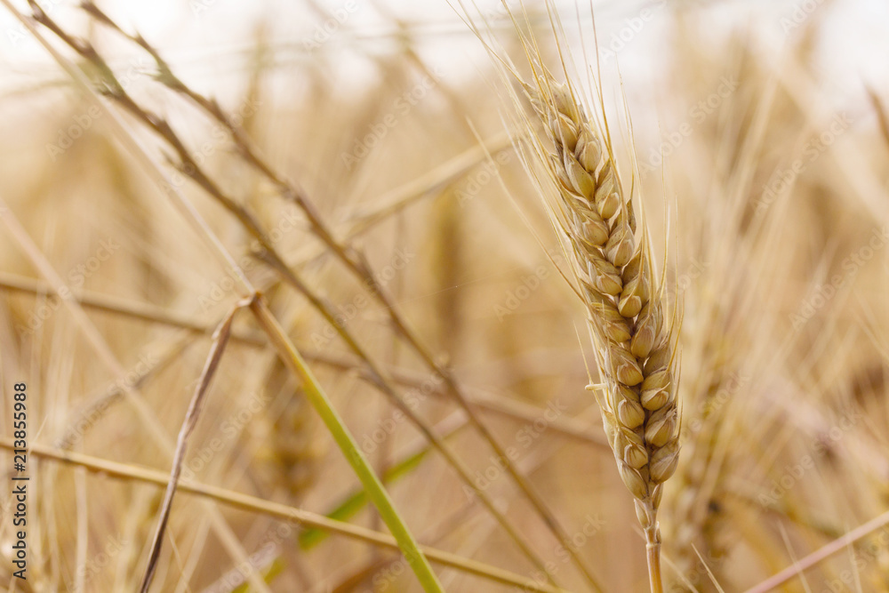 Wheat field. Ears of golden wheat close up. Rich harvest Concept. On a sunny day, in La Rioja, Spain. Wheat field. Ears of golden wheat close up. Rich harvest Concept. On a sunny day, in La Rioja, Spain.