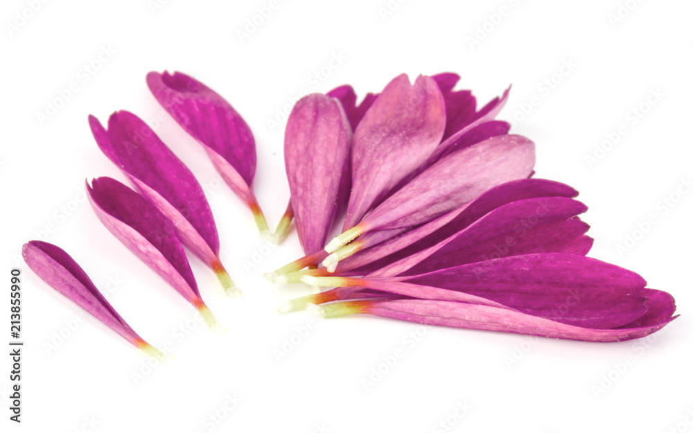 Naklejka premium Lilac chrysanthemum flower petals isolated on white background