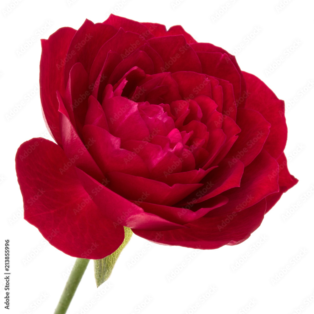 Naklejka premium one red rose flower head isolated on white background cutout