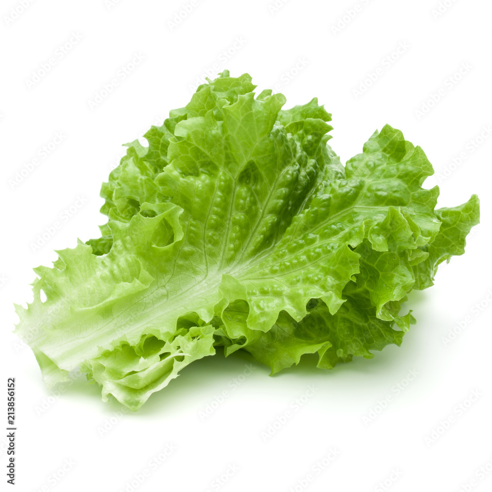 fresh green lettuce salad leaves isolated on white background fresh green lettuce salad leaves isolated on white background