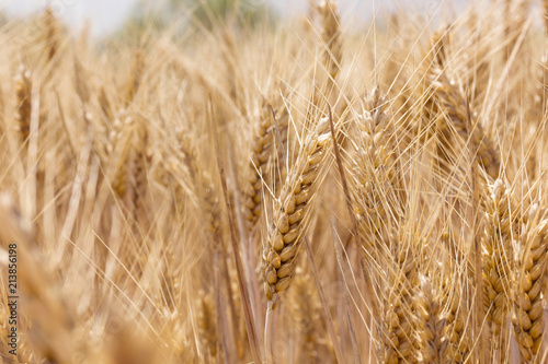 Wheat field. Ears of golden wheat close up. Rich harvest Concept. On a sunny day  in La Rioja  Spain.