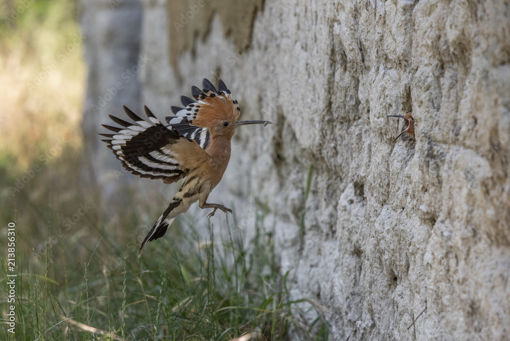 Hoopoe brings food for her nestlings Hoopoe brings food for her nestlings