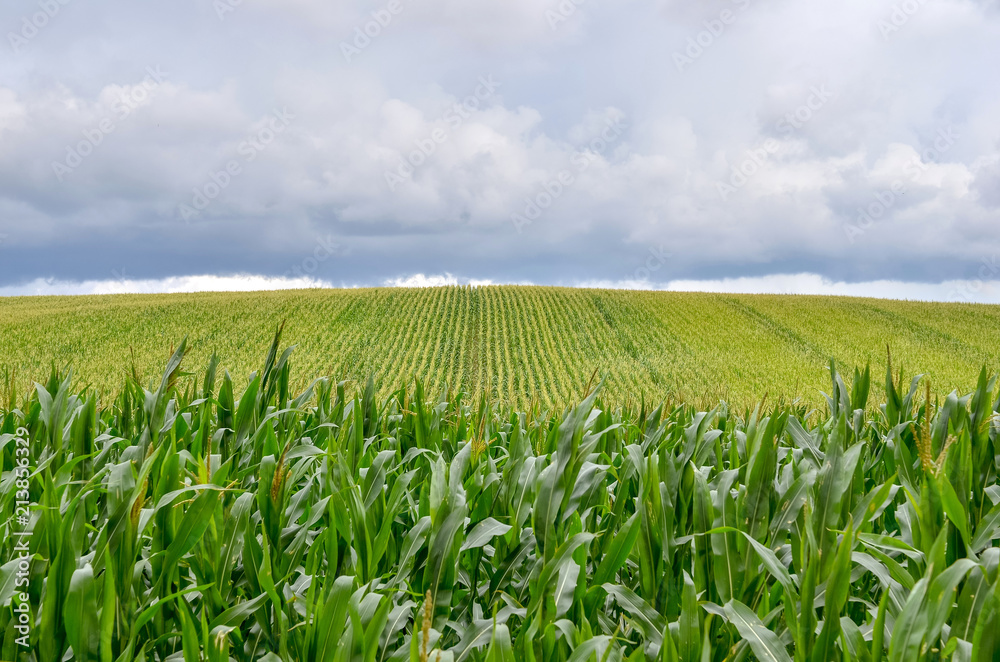 Beautiful green corn field with rain clouds. Beautiful green corn field with rain clouds.