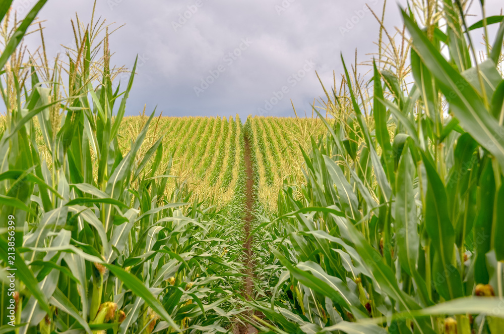 Naklejka premium Corn field close up. Selective focus. Copy space.