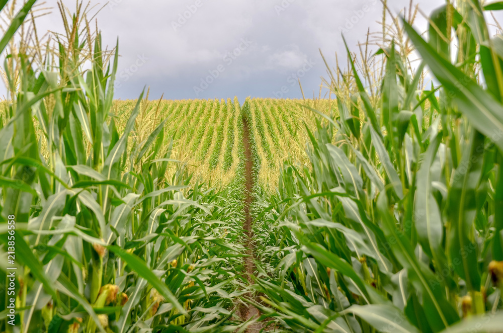 Obraz premium Corn field close up. Selective focus.