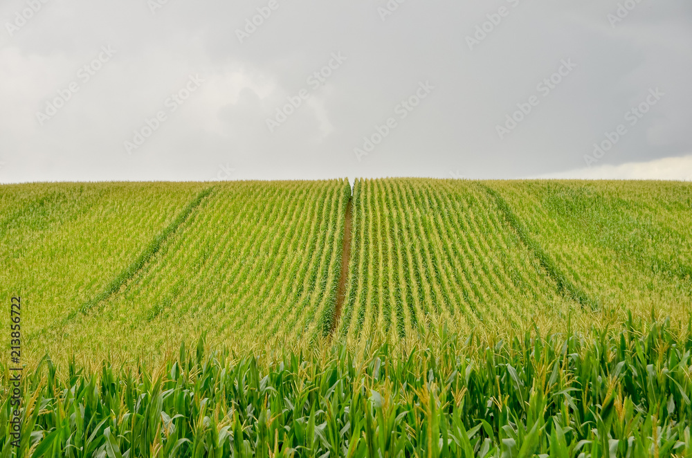 Beautiful green corn field. Wide angle view. Stock Photo | Adobe Stock