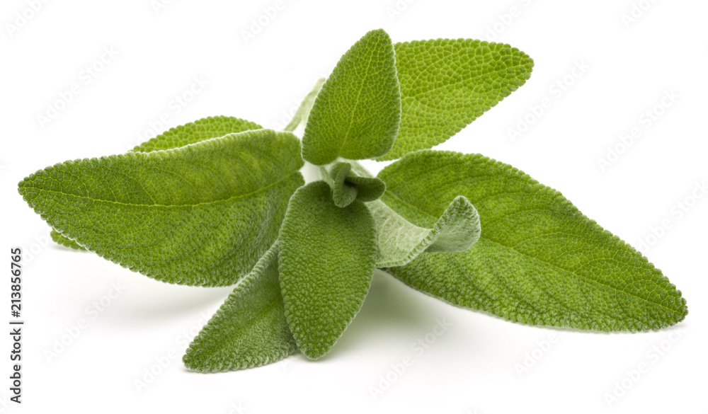 Sage herb leaves  bouquet isolated on white background cutout. - obrazy, fototapety, plakaty 