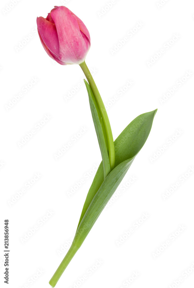one pink tulip flower isolated on white background one pink tulip flower isolated on white background