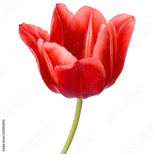 red tulip flower head isolated on white background #213856992