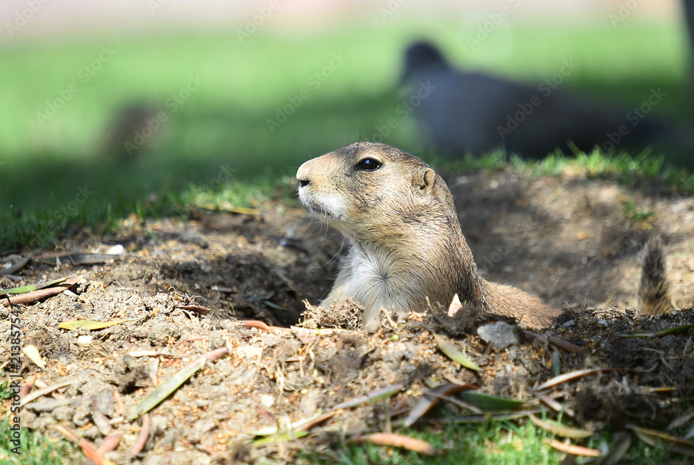 Naklejka premium raton