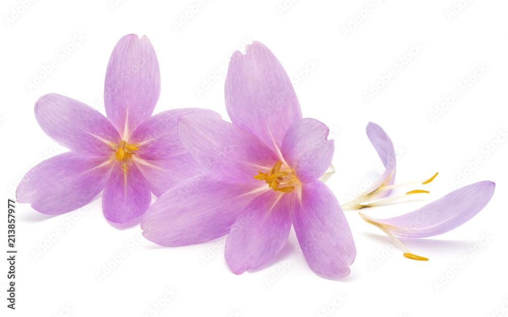 lilac crocus flowers isolated on white background