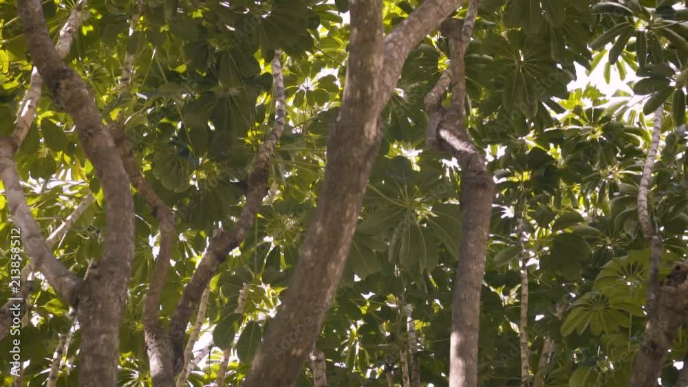 Light shining through tropical tree branches in Hawaii real time. Light shining through tropical tree branches in Hawaii real time.