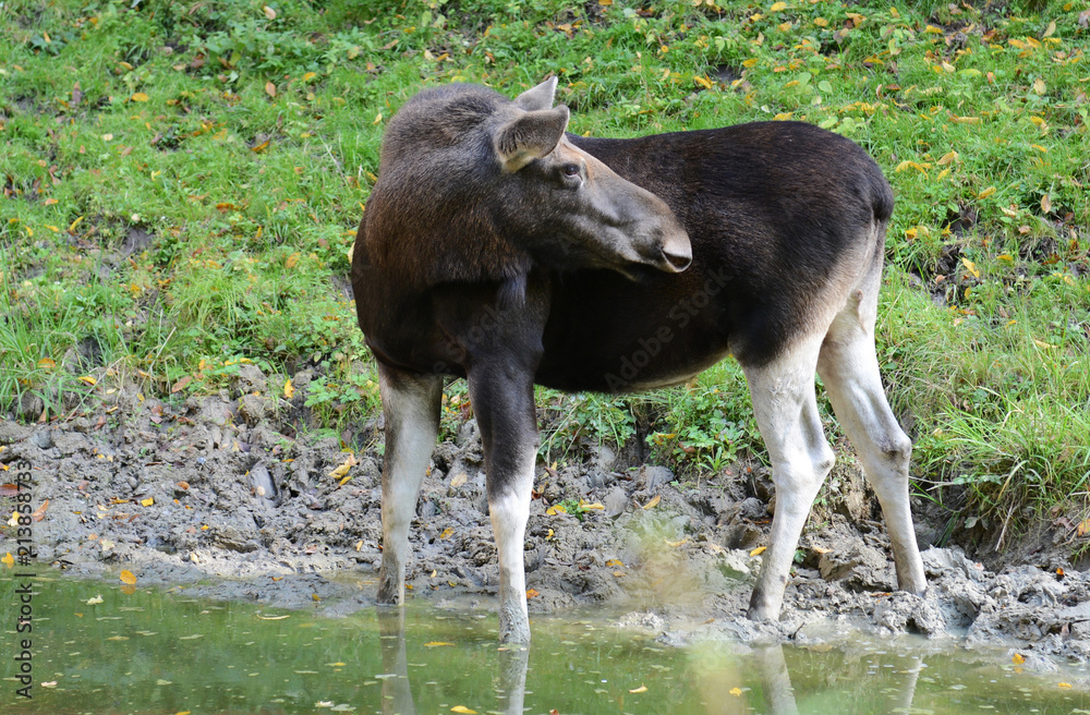 Fototapeta premium Elk / Moose (Alces alces)