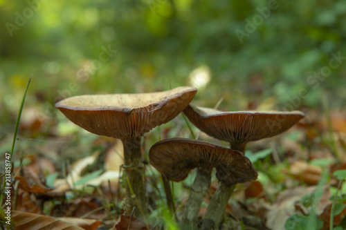 Trio de champignons dans un sous-bois