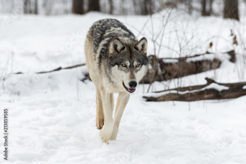 Grey Wolf (Canis lupus) Walks Forward © hkuchera