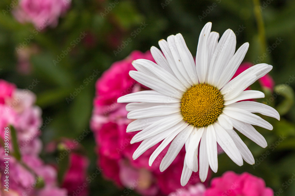 A single camomile in the forground of roses flowers A single camomile in the forground of roses flowers