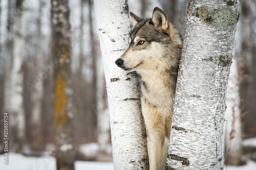 Grey Wolf (Canis lupus) Between Trees Looking Left