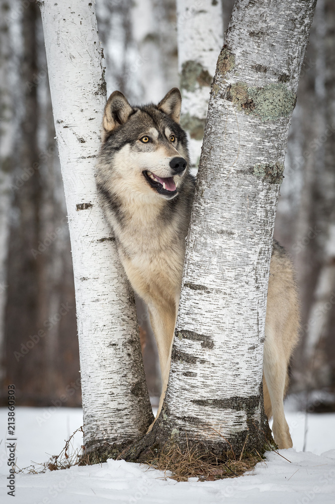 Obraz premium Gray Wolf (Canis lupus) uśmiecha się w prawo