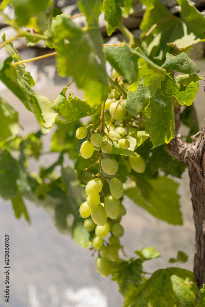 Fototapeta premium Grapes