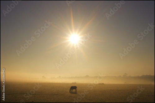 Horse at Sunrise