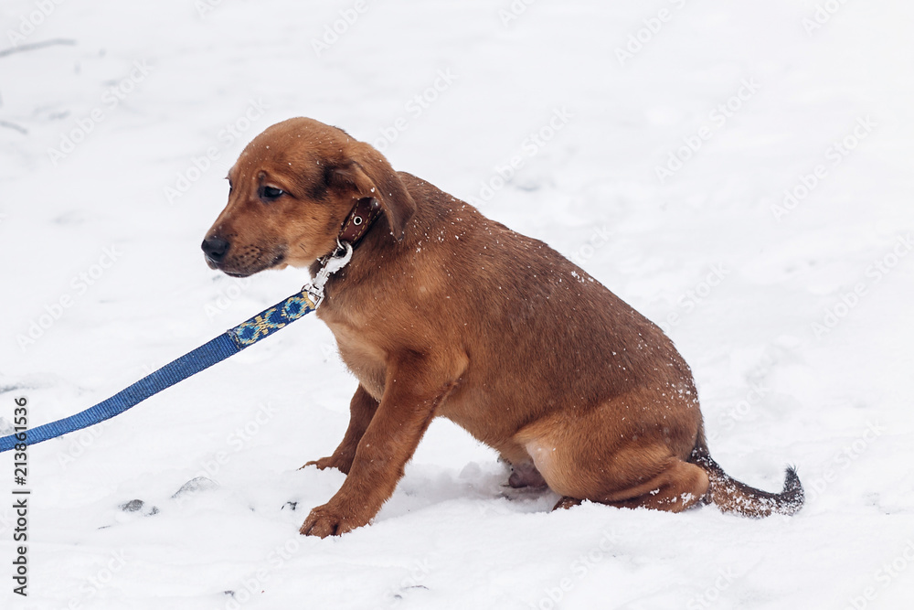 cute little brown puppy with leash walking in snowy cold winter park. adoption concept. save animals. space for text
