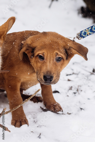 scared little brown puppy sitting alone in snowy cold winter park. adoption concept. save animals. space for text. sweet moment. sad eyes © sonyachny