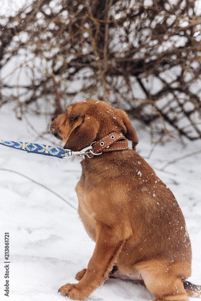 scared little brown puppy sitting alone in snowy cold winter park. adoption concept. save animals. space for text. sweet moment. sad eyes scared little brown puppy sitting alone in snowy cold winter park. adoption concept. save animals. space for text. sweet moment. sad eyes