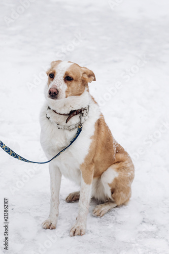 Fototapeta Naklejka Na Ścianę i Meble -  sweet beige dog sitting in snowy cold winter park. adoption concept. save animals. space for text. sweet moment.  doggy with leash