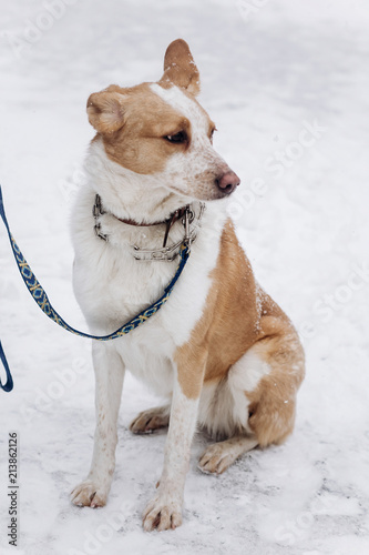 sweet beige dog sitting in snowy cold winter park. adoption concept. save animals. space for text. sweet moment.  doggy with leash © sonyachny