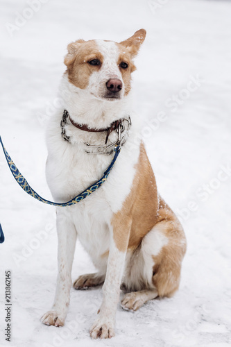 Fototapeta Naklejka Na Ścianę i Meble -  scared beige dog sitting in snowy cold winter park. adoption concept. save animals. space for text. sweet moment.  doggy with leash