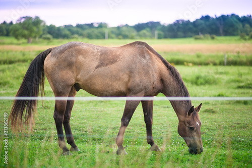 horse
