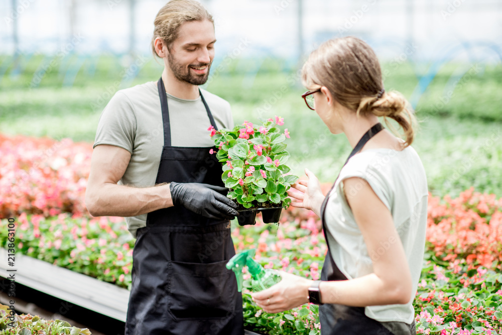 Young couple of workers taking care of flowers in the greenhouse of plant production
