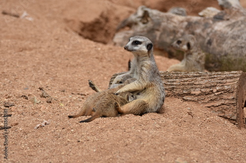 Meerkat Mother is feeding baby Meerkats © Roari