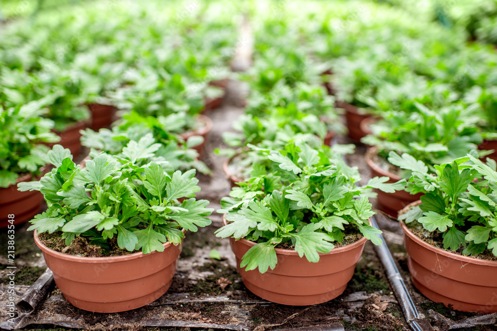 Green plants growing in the greenhouse of the plant production farm