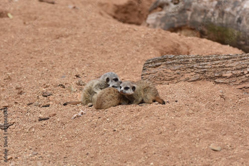 Obraz premium Four cute Meerkat Babies are looking around