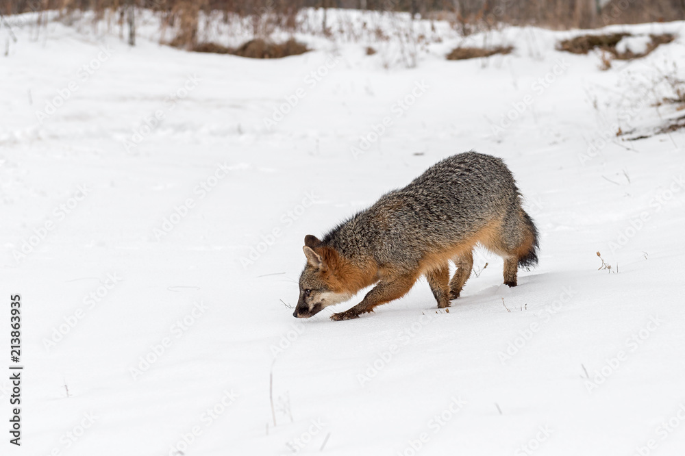 Obraz premium Pair of Grey Fox (Urocyon cinereoargenteus) Walks Left Through Snow