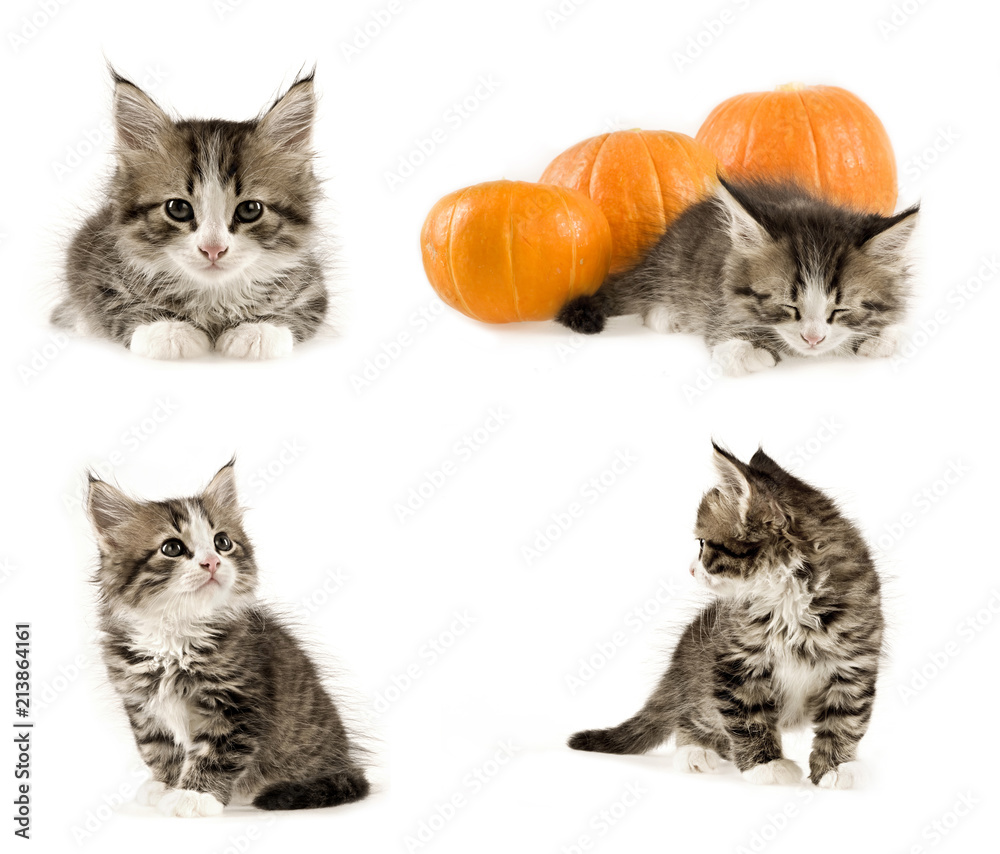 kitten on white background kitten on white background
