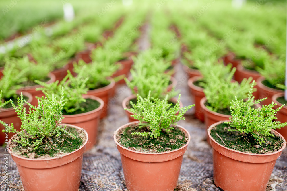 Green plants growing in the greenhouse of the plant production farm