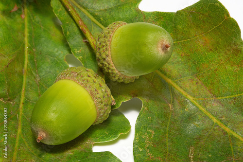 Green acorns and green oak leaves, closeup