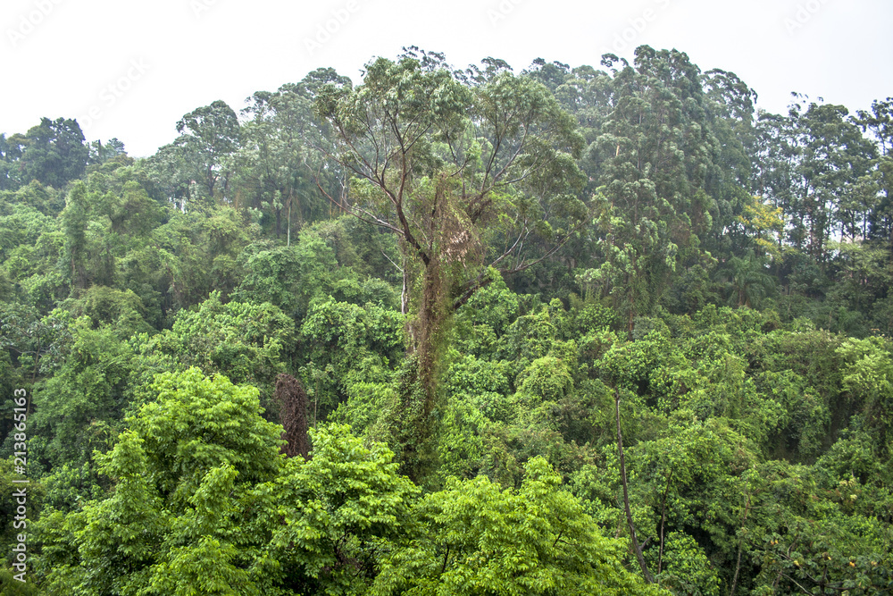 Atlantic Forest in south zone of Sao Paulo Atlantic Forest in south zone of Sao Paulo