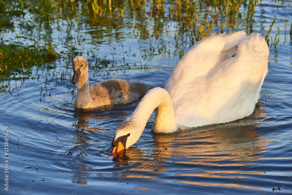 Obraz premium White swan eating green grass near a pond
