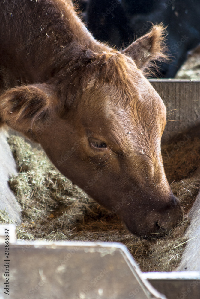 Fototapeta premium Red angus Cattle